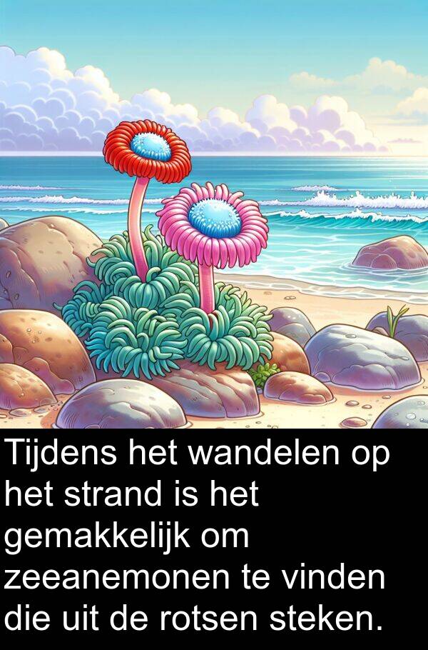 wandelen: Tijdens het wandelen op het strand is het gemakkelijk om zeeanemonen te vinden die uit de rotsen steken.