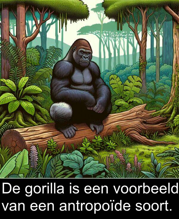 voorbeeld: De gorilla is een voorbeeld van een antropoïde soort.