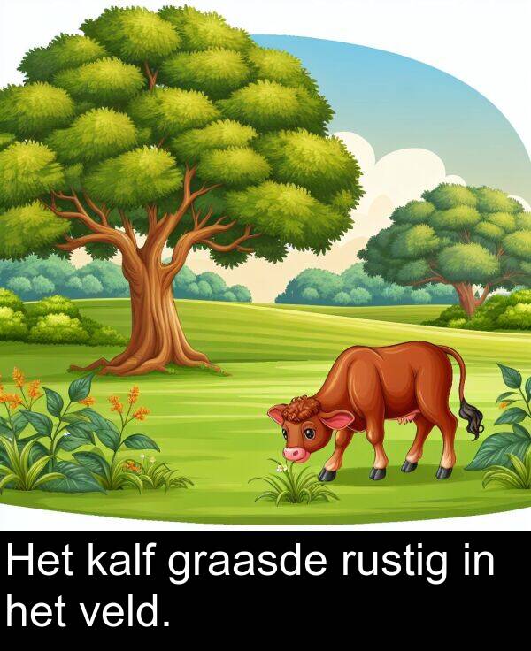 veld: Het kalf graasde rustig in het veld.