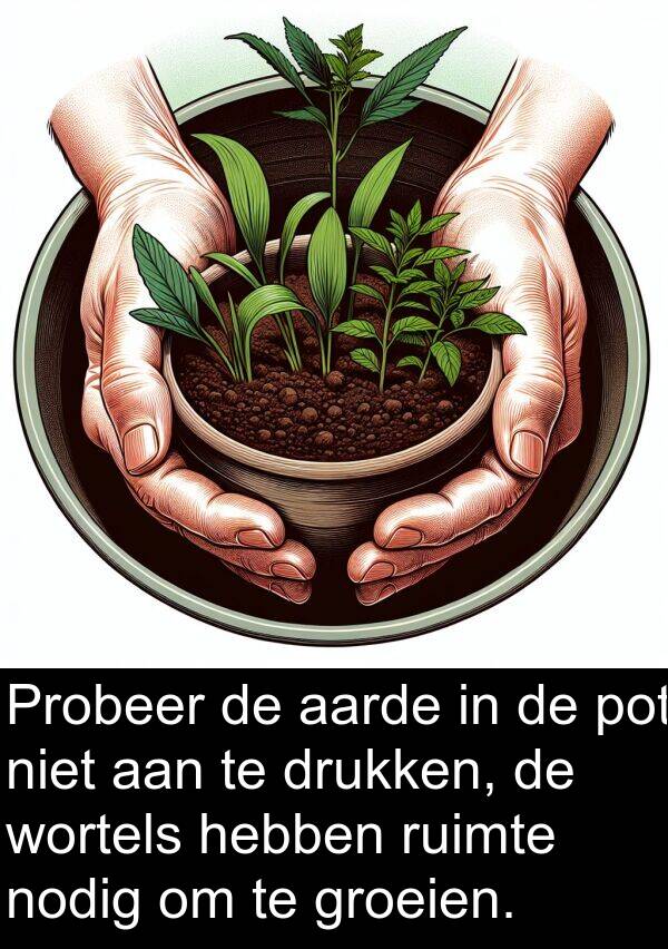 aarde: Probeer de aarde in de pot niet aan te drukken, de wortels hebben ruimte nodig om te groeien.