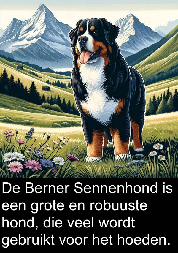 gebruikt: De Berner Sennenhond is een grote en robuuste hond, die veel wordt gebruikt voor het hoeden.