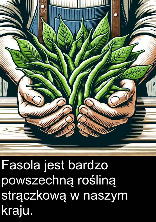 kraju: Fasola jest bardzo powszechną rośliną strączkową w naszym kraju.