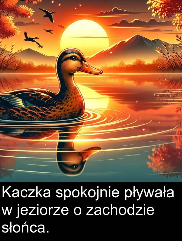 jeziorze: Kaczka spokojnie pływała w jeziorze o zachodzie słońca.