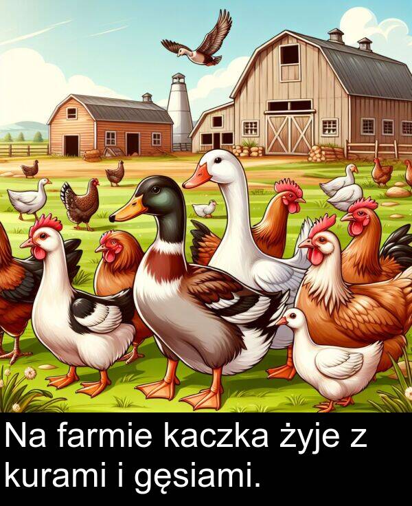 farmie: Na farmie kaczka żyje z kurami i gęsiami.