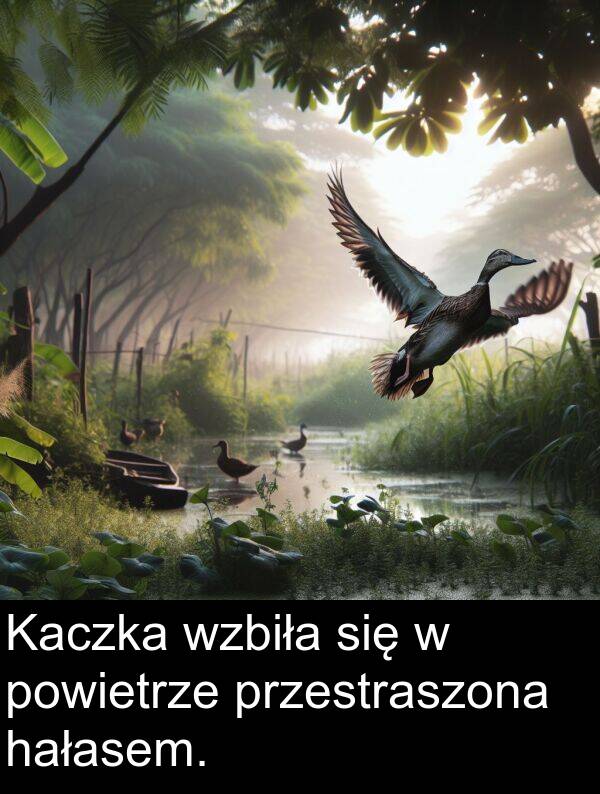 hałasem: Kaczka wzbiła się w powietrze przestraszona hałasem.