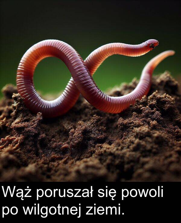 ziemi: Wąż poruszał się powoli po wilgotnej ziemi.