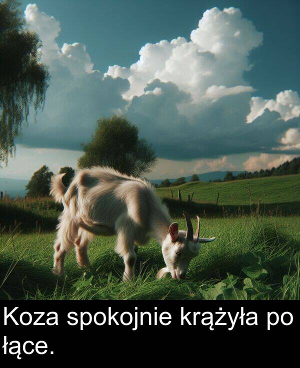 łące: Koza spokojnie krążyła po łące.