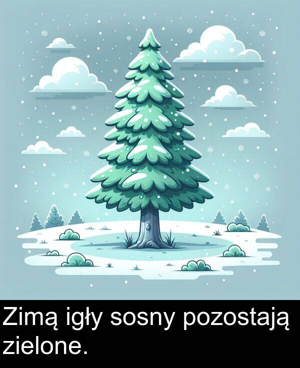 igły: Zimą igły sosny pozostają zielone.