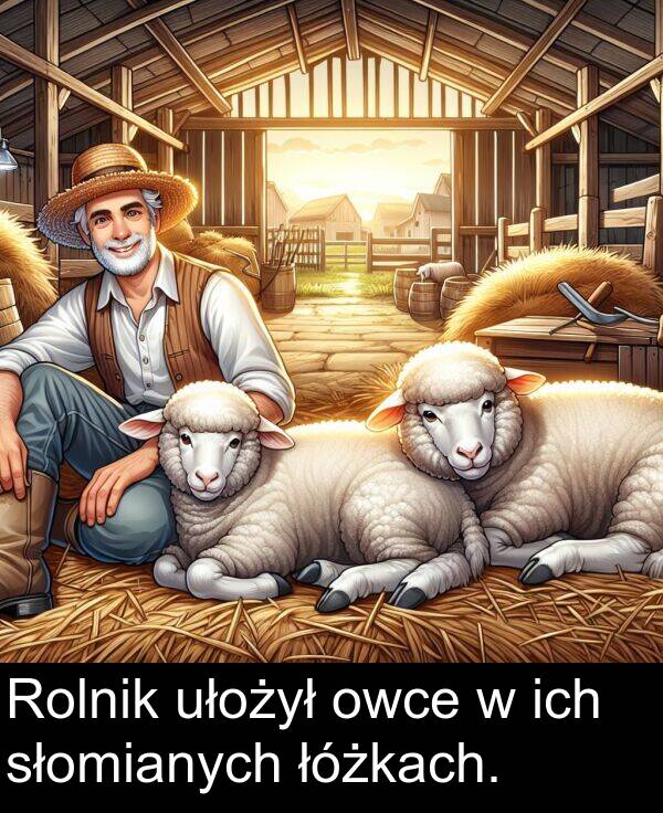 ich: Rolnik ułożył owce w ich słomianych łóżkach.