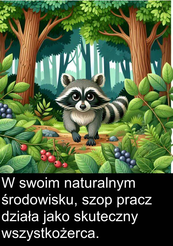 jako: W swoim naturalnym środowisku, szop pracz działa jako skuteczny wszystkożerca.