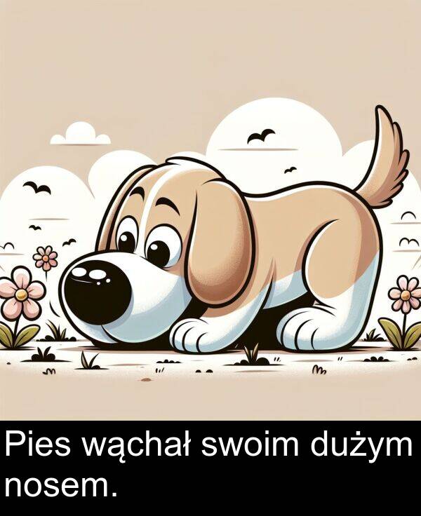 dużym: Pies wąchał swoim dużym nosem.