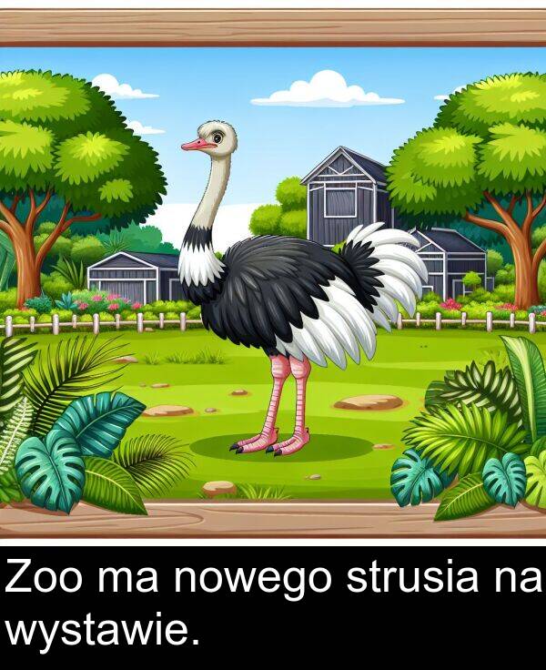 nowego: Zoo ma nowego strusia na wystawie.