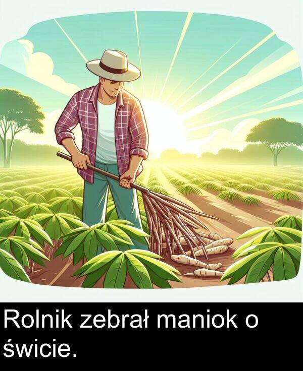 zebrał: Rolnik zebrał maniok o świcie.