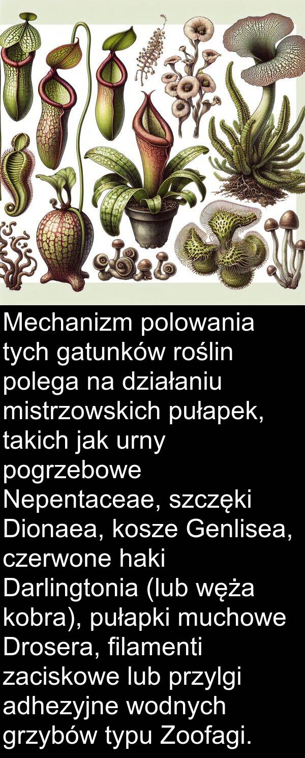 działaniu: Mechanizm polowania tych gatunków roślin polega na działaniu mistrzowskich pułapek, takich jak urny pogrzebowe Nepentaceae, szczęki Dionaea, kosze Genlisea, czerwone haki Darlingtonia (lub węża kobra), pułapki muchowe Drosera, filamenti zaciskowe lub przylgi adhezyjne wodnych grzybów typu Zoofagi.