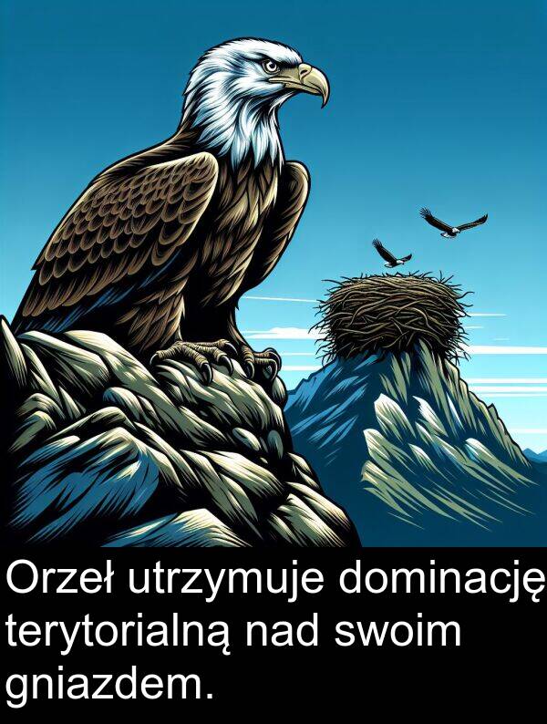 terytorialną: Orzeł utrzymuje dominację terytorialną nad swoim gniazdem.