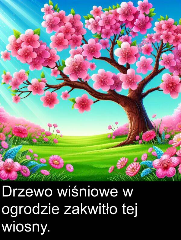 tej: Drzewo wiśniowe w ogrodzie zakwitło tej wiosny.