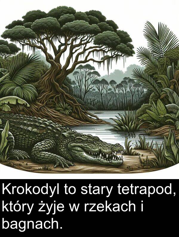 bagnach: Krokodyl to stary tetrapod, który żyje w rzekach i bagnach.