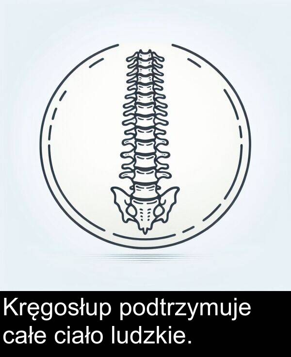 całe: Kręgosłup podtrzymuje całe ciało ludzkie.