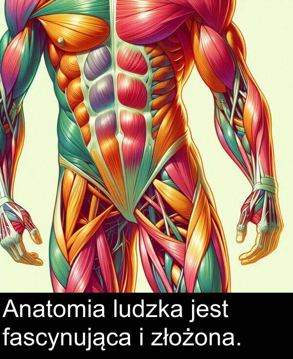 fascynująca: Anatomia ludzka jest fascynująca i złożona.