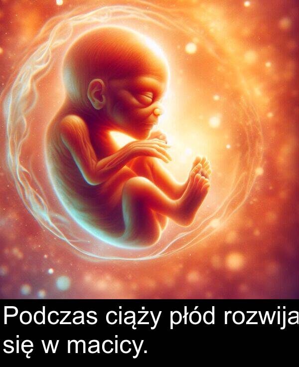 ciąży: Podczas ciąży płód rozwija się w macicy.