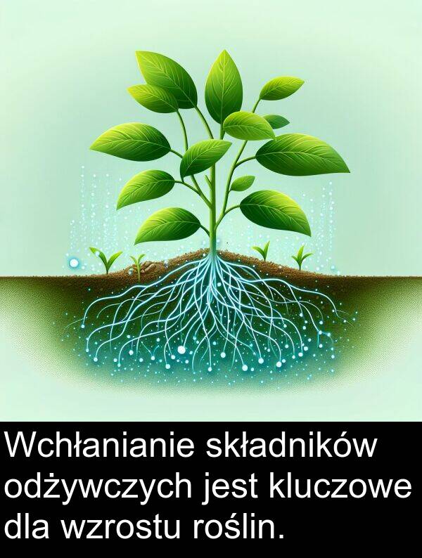 składników: Wchłanianie składników odżywczych jest kluczowe dla wzrostu roślin.