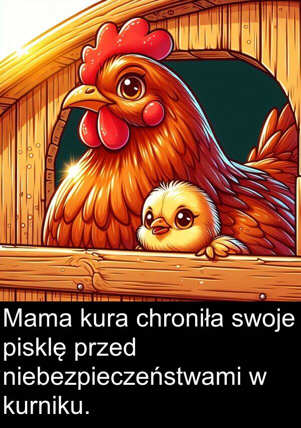 chroniła: Mama kura chroniła swoje pisklę przed niebezpieczeństwami w kurniku.