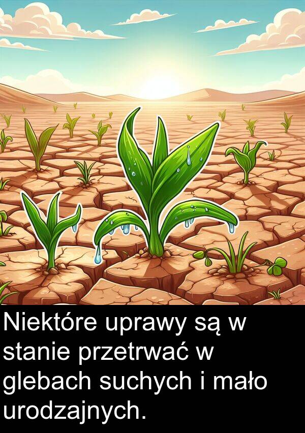 glebach: Niektóre uprawy są w stanie przetrwać w glebach suchych i mało urodzajnych.