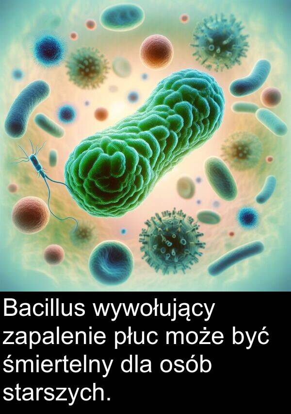 może: Bacillus wywołujący zapalenie płuc może być śmiertelny dla osób starszych.