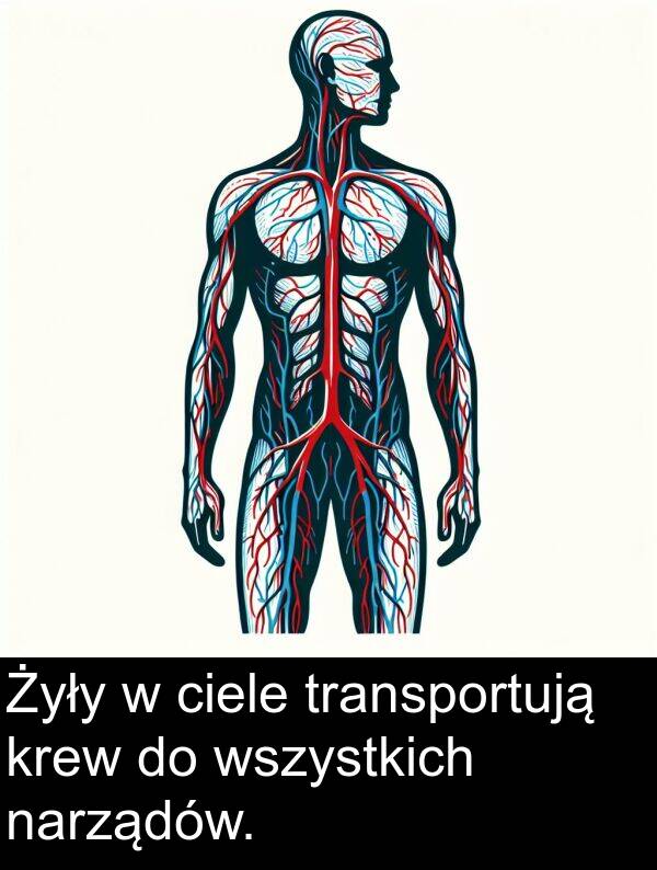 ciele: Żyły w ciele transportują krew do wszystkich narządów.