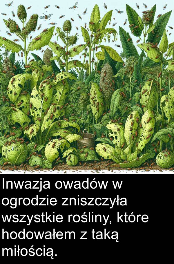 wszystkie: Inwazja owadów w ogrodzie zniszczyła wszystkie rośliny, które hodowałem z taką miłością.