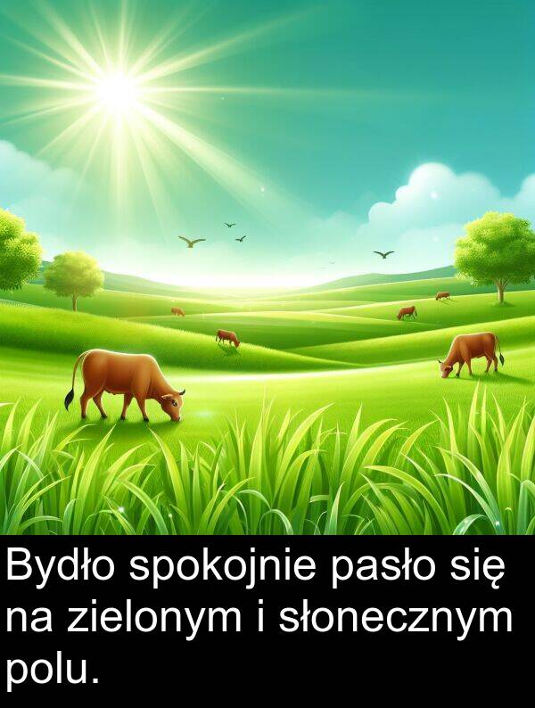 pasło: Bydło spokojnie pasło się na zielonym i słonecznym polu.