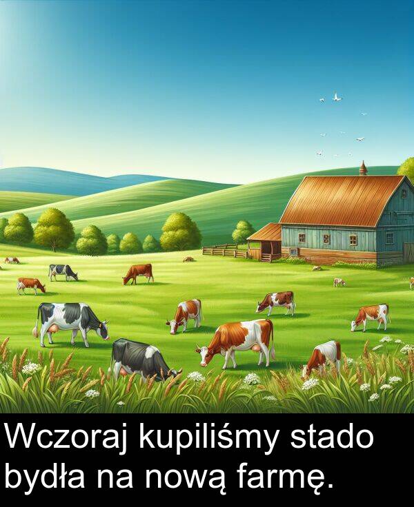 nową: Wczoraj kupiliśmy stado bydła na nową farmę.