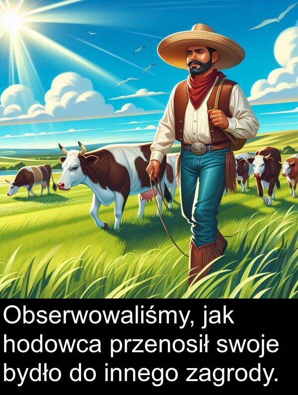 zagrody: Obserwowaliśmy, jak hodowca przenosił swoje bydło do innego zagrody.