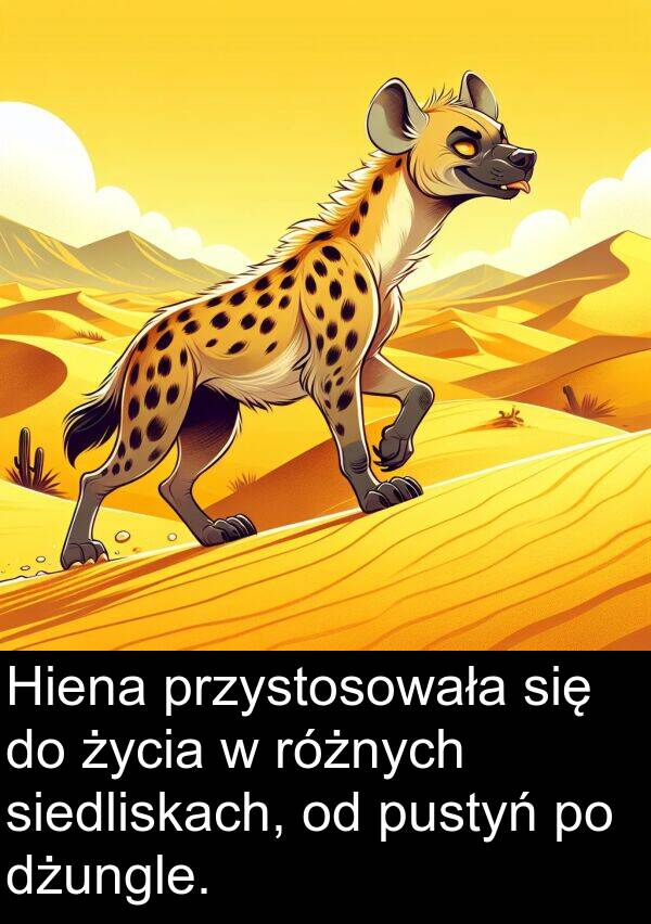 przystosowała: Hiena przystosowała się do życia w różnych siedliskach, od pustyń po dżungle.