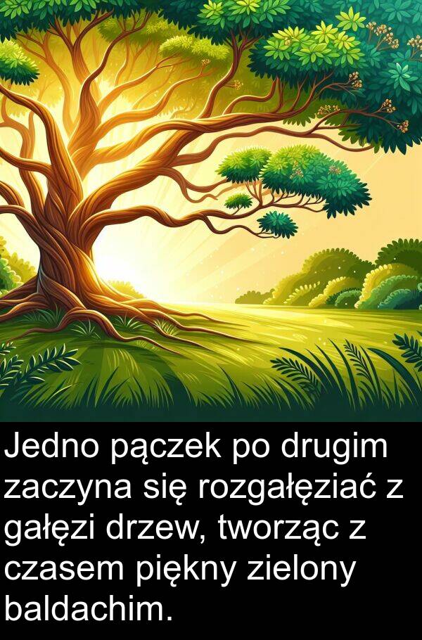 gałęzi: Jedno pączek po drugim zaczyna się rozgałęziać z gałęzi drzew, tworząc z czasem piękny zielony baldachim.