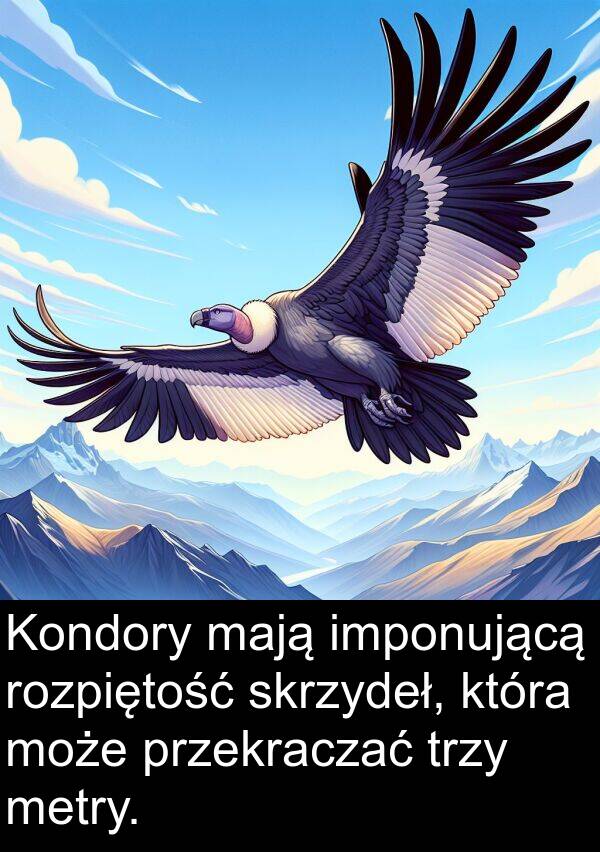 mają: Kondory mają imponującą rozpiętość skrzydeł, która może przekraczać trzy metry.