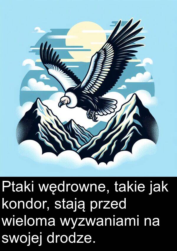 drodze: Ptaki wędrowne, takie jak kondor, stają przed wieloma wyzwaniami na swojej drodze.