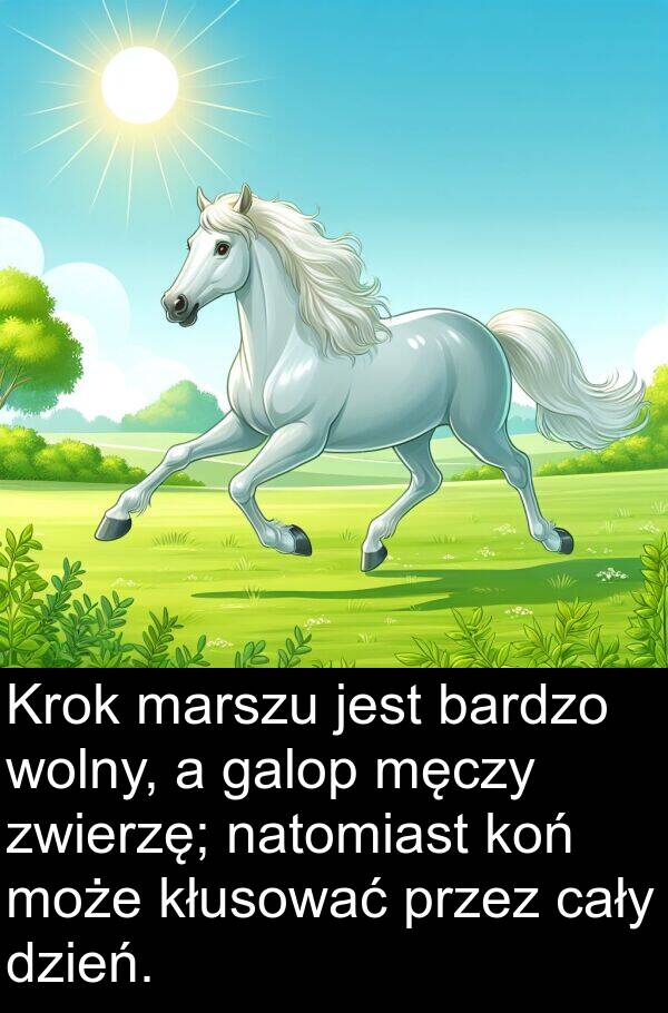 galop: Krok marszu jest bardzo wolny, a galop męczy zwierzę; natomiast koń może kłusować przez cały dzień.