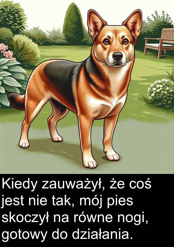 gotowy: Kiedy zauważył, że coś jest nie tak, mój pies skoczył na równe nogi, gotowy do działania.