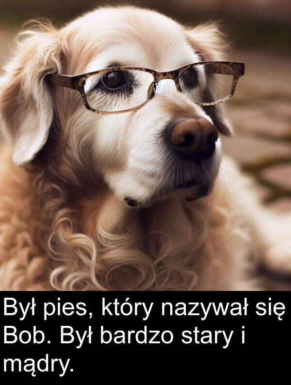 pies: Był pies, który nazywał się Bob. Był bardzo stary i mądry.