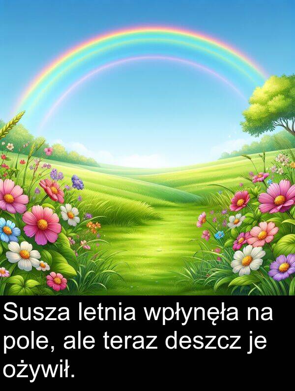 deszcz: Susza letnia wpłynęła na pole, ale teraz deszcz je ożywił.