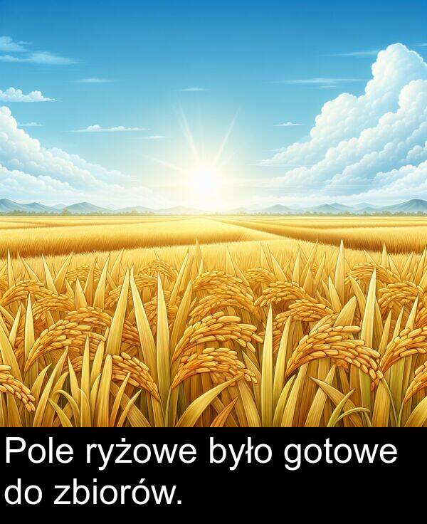 gotowe: Pole ryżowe było gotowe do zbiorów.