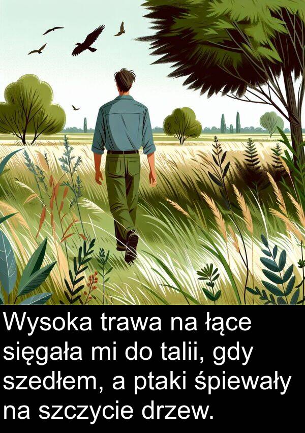 łące: Wysoka trawa na łące sięgała mi do talii, gdy szedłem, a ptaki śpiewały na szczycie drzew.