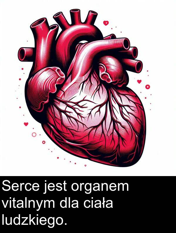 ciała: Serce jest organem vitalnym dla ciała ludzkiego.