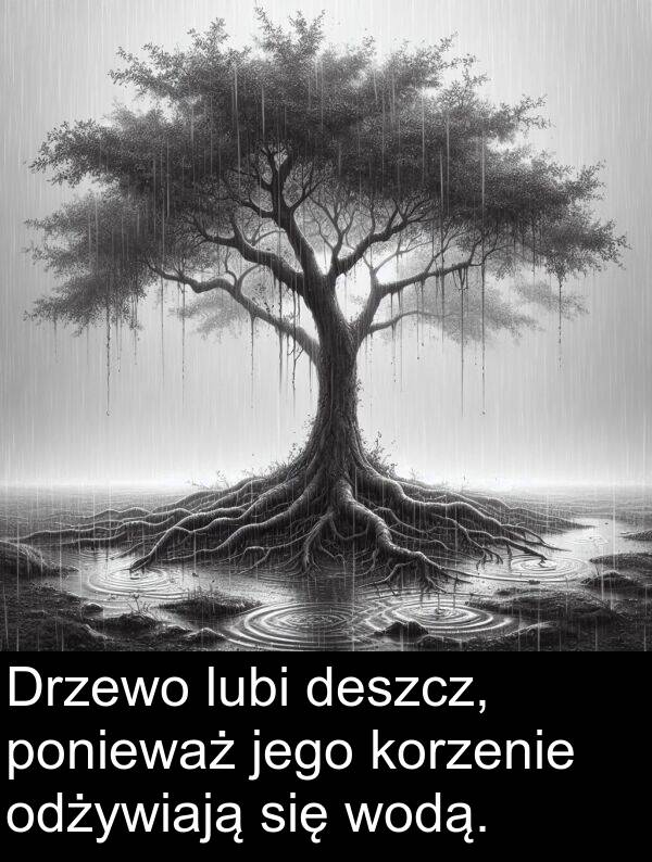 jego: Drzewo lubi deszcz, ponieważ jego korzenie odżywiają się wodą.