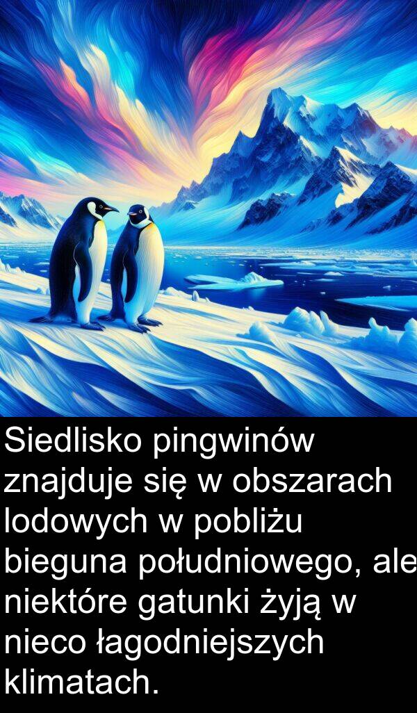 obszarach: Siedlisko pingwinów znajduje się w obszarach lodowych w pobliżu bieguna południowego, ale niektóre gatunki żyją w nieco łagodniejszych klimatach.