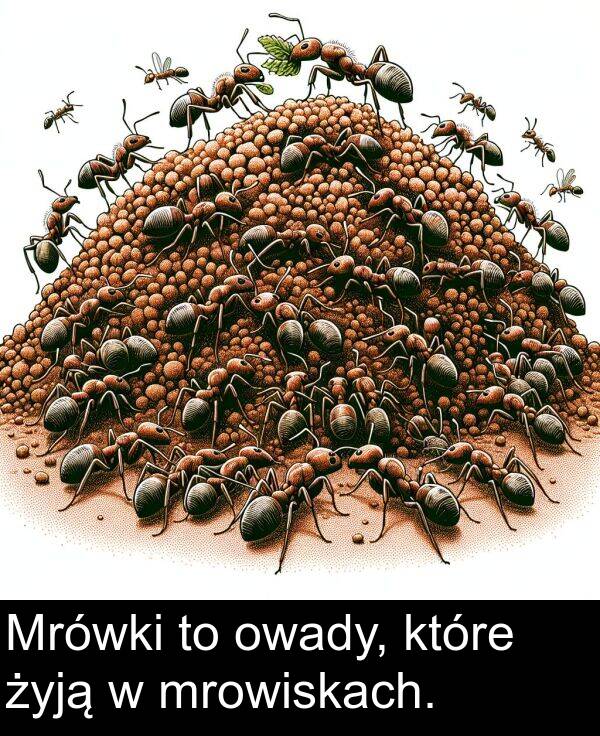 żyją: Mrówki to owady, które żyją w mrowiskach.