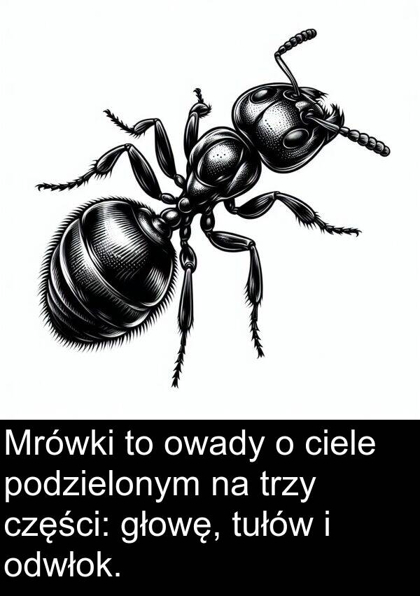 głowę: Mrówki to owady o ciele podzielonym na trzy części: głowę, tułów i odwłok.