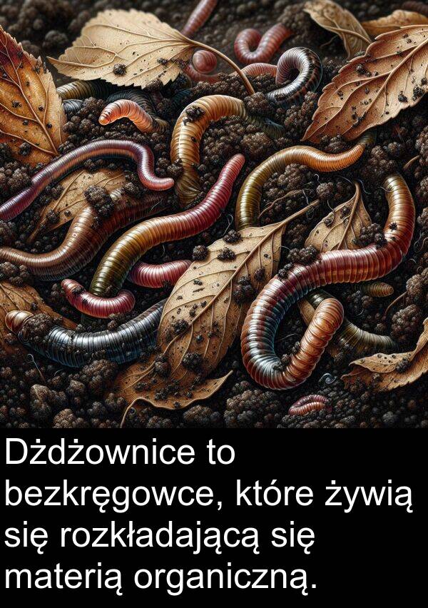 żywią: Dżdżownice to bezkręgowce, które żywią się rozkładającą się materią organiczną.