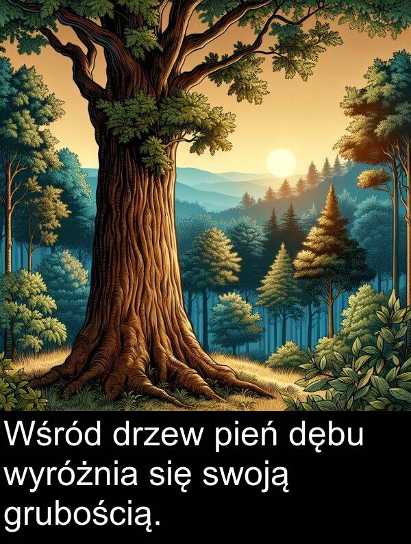 drzew: Wśród drzew pień dębu wyróżnia się swoją grubością.